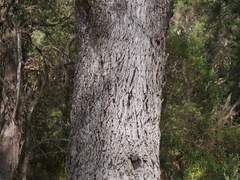 Eucalyptus cornuta