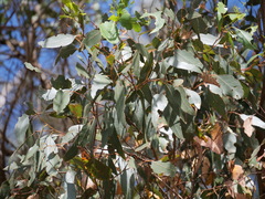 Eucalyptus cornuta