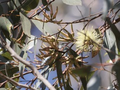 Eucalyptus cornuta