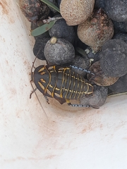 Polyzosteria mitchelli