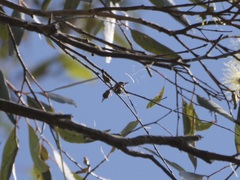 Eucalyptus cornuta