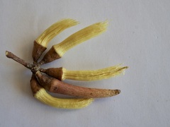 Eucalyptus cornuta