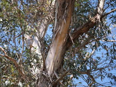 Eucalyptus cornuta