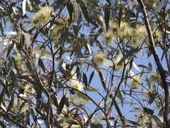 Eucalyptus cornuta