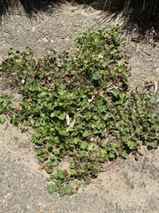 Modiola caroliniana