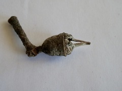 Eucalyptus cornuta