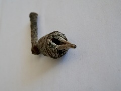 Eucalyptus cornuta