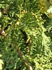 Chamaecyparis lawsoniana