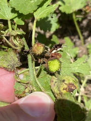 Modiola caroliniana