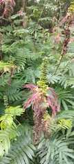 Calliandra houstoniana