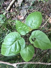 Solanum betaceum