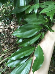 Cryptocarya laevigata