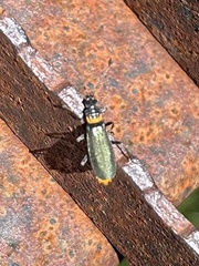 Chauliognathus lugubris