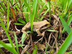 Gastrotheca riobambae