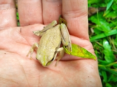 Gastrotheca riobambae
