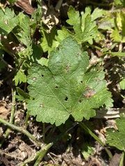 Modiola caroliniana
