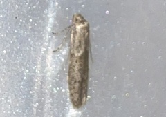 Blastobasis taurusella