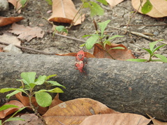 Probergrothius nigricornis