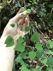 Homalanthus stillingiifolius