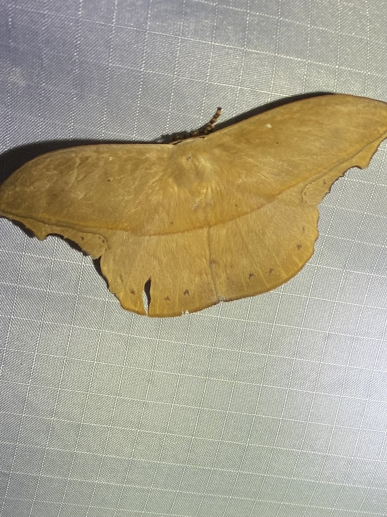 Oxytenis naemia