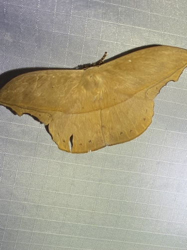 Oxytenis naemia