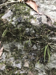 Sarcochilus ceciliae