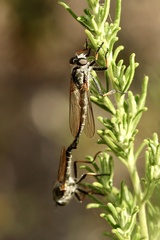 Asilidae