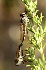 Asilidae