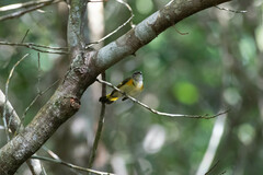 Setophaga ruticilla