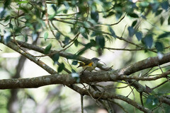 Setophaga ruticilla