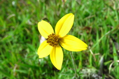 Bidens triplinervia