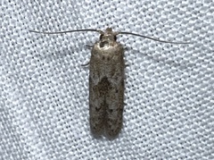 Blastobasis taurusella