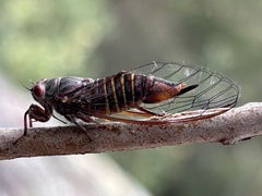 Palapsalta circumdata