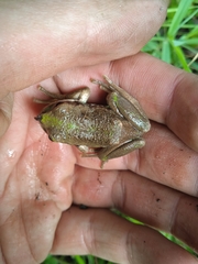 Gastrotheca riobambae