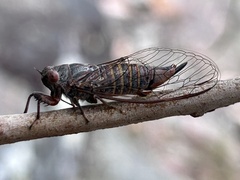 Palapsalta circumdata