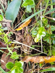 Gastrotheca riobambae