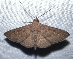 Antiblemma perva