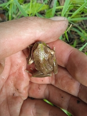 Gastrotheca riobambae