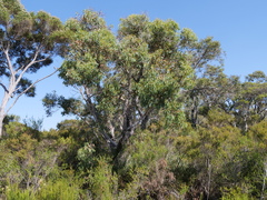 Eucalyptus patens