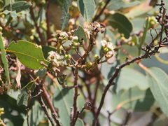 Eucalyptus patens