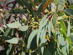 Eucalyptus patens