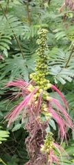 Calliandra houstoniana