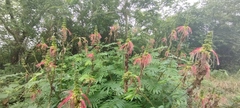 Calliandra houstoniana