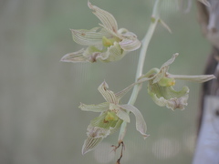 Clowesia