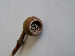 Eucalyptus patens