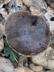 Cortinarius ohlone