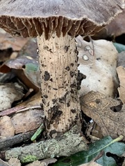 Cortinarius ohlone