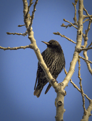 Sturnus vulgaris