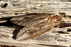 Endoxyla