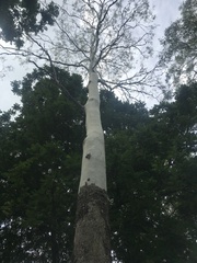 Corymbia tessellaris